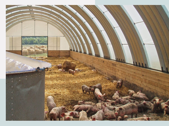 Строительство свинарников в Новодвинске